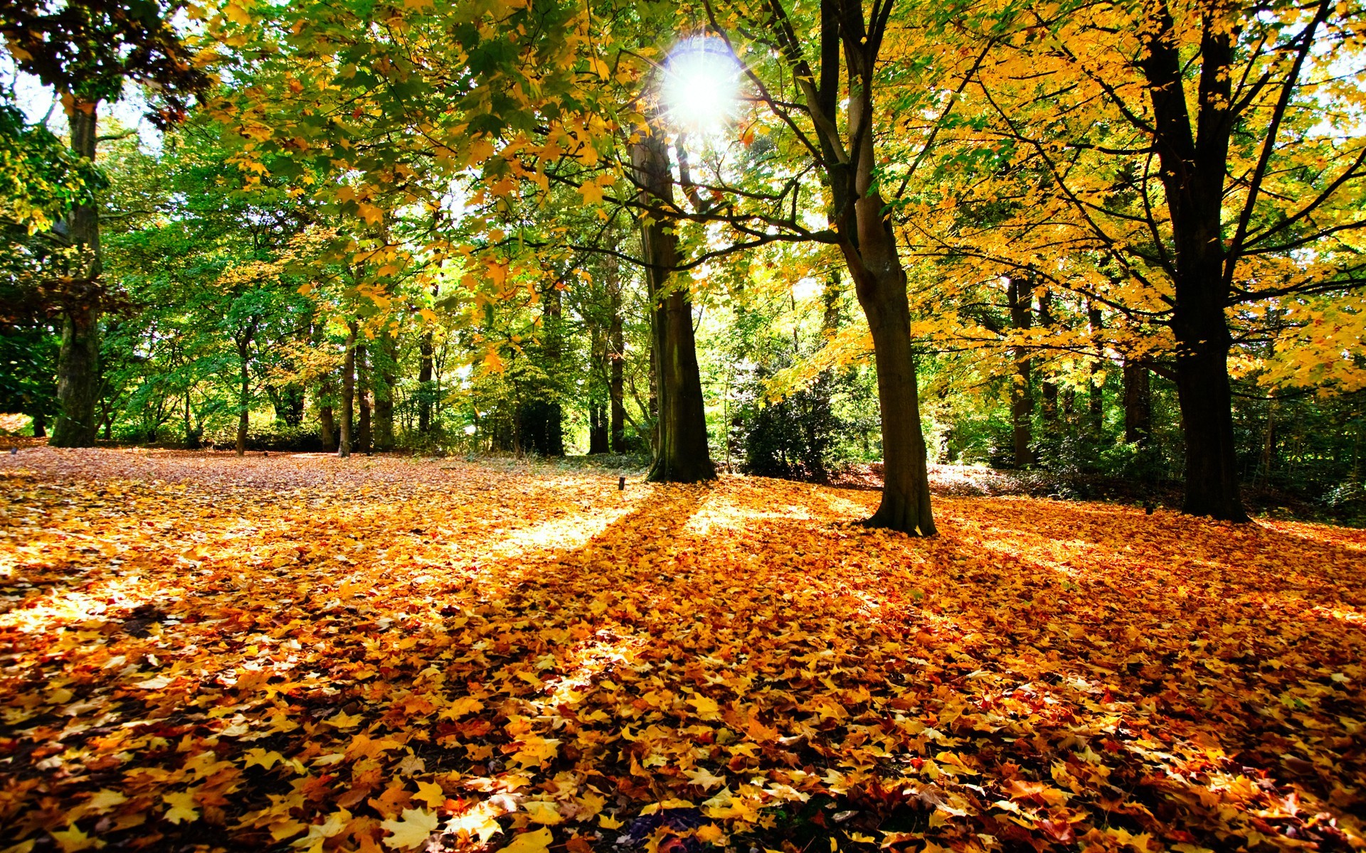 Immagine che raffigura Fiera d'Autunno