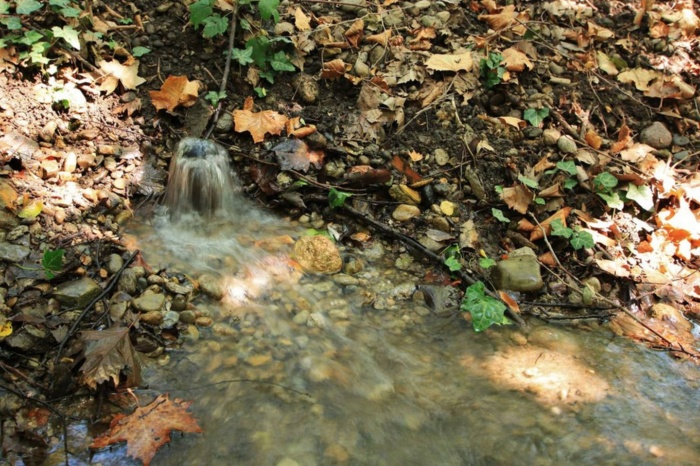 Immagine che raffigura Plis dei fontanili e dei boschi